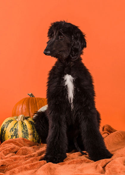 Nina October 2016